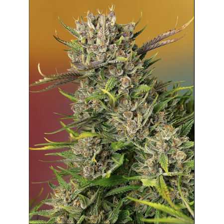 Papaya Zoap Auto